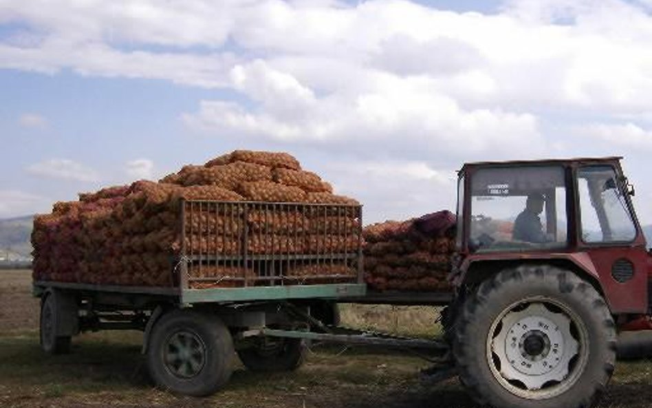 Stawiamy na ziemniaki