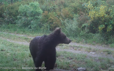 Niedźwiedź brunatny wrócił do północnej Hiszpanii. Ostatnio widziany 150 lat temu