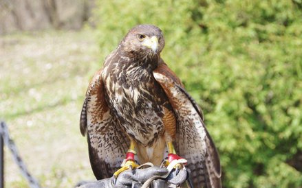 Jastrząb, który pracuje na lotnisku wojskowym