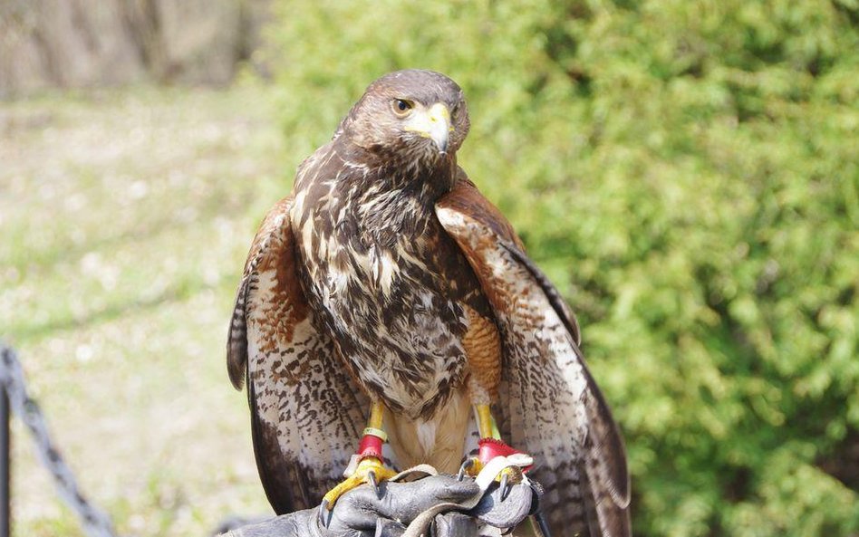 Jastrząb, który pracuje na lotnisku wojskowym