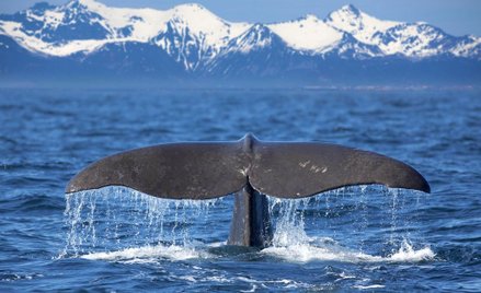 Zapomniani wielorybnicy z czasów Imperium Rzymskiego