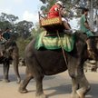 Kambodża zakaże jazdy na słoniach w kompleksie Angkor