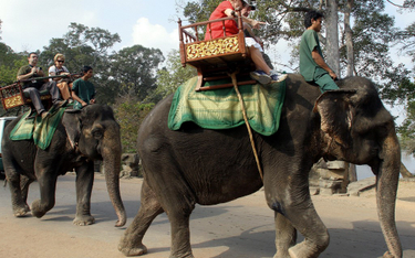 Kambodża zakaże jazdy na słoniach w kompleksie Angkor