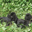 Goryle górskie w parku narodowym Virunga