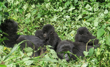 Goryle górskie w parku narodowym Virunga