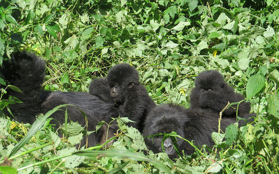 Goryle górskie w parku narodowym Virunga