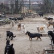 Schronisko dla psów "Szansa" w obwodzie chersońskim, Ukraina
