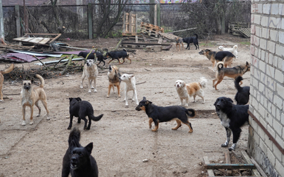 Schronisko dla psów "Szansa" w obwodzie chersońskim, Ukraina