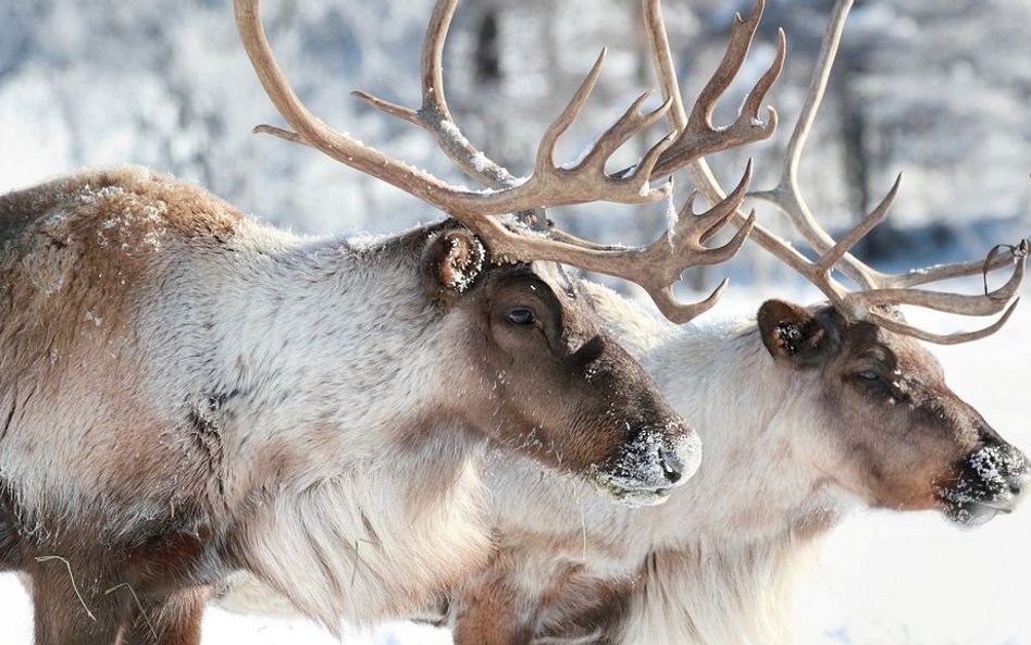 Norweski sąd zatwierdza wybicie połowy stada reniferów