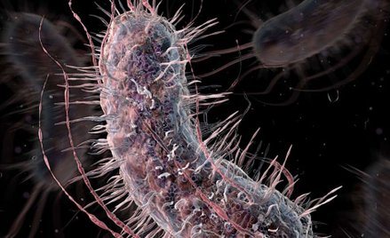 E. coli to pole doświad- czalne syntetycznej biologii.