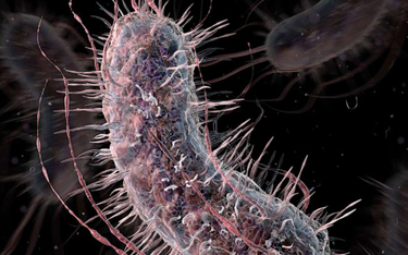 E. coli to pole doświad- czalne syntetycznej biologii.