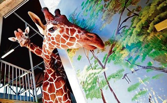 Żyrafy to kolejni wielcy roślinożercy, którzy pożywią się zielonym prezentem od CPK