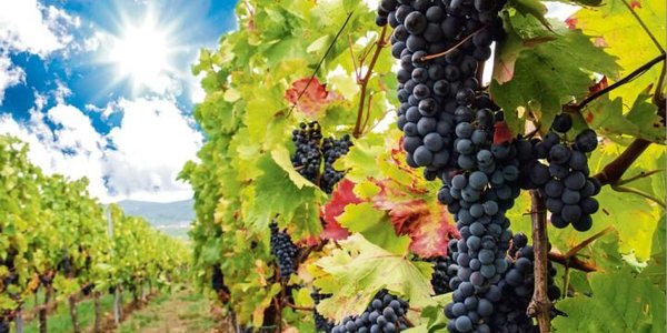 Trzeci fatalny rok dla francuskich eksporterów win. Uratuje ich Mercosur?