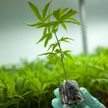 Kolejnym krokiem PiS ma być legalizacja plantacji, by leki można było taniej wytwarzać w Polsce