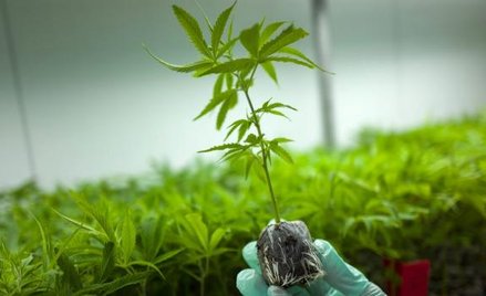 Kolejnym krokiem PiS ma być legalizacja plantacji, by leki można było taniej wytwarzać w Polsce