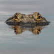 Do ZOO wrócił aligator, którego ukradziono dwie dekady temu