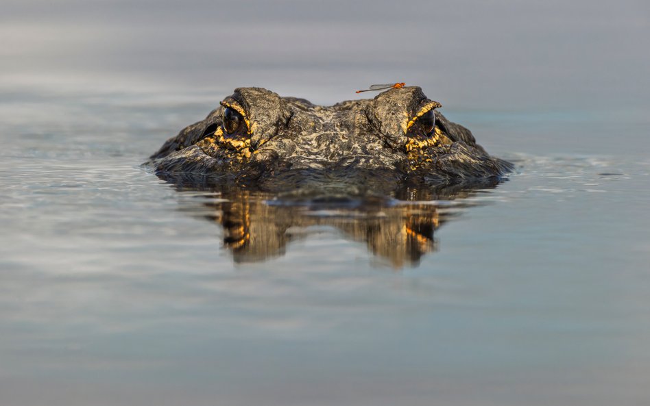 Do ZOO wrócił aligator, którego ukradziono dwie dekady temu