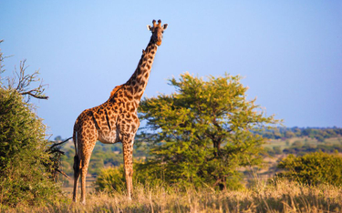 Czy żyrafom grozi wygnięcie?