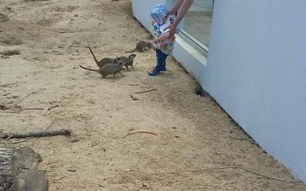 Zdjęcie zamieszone rok temu przez zamojskie zoo.