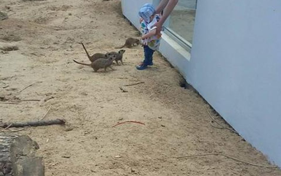 Zdjęcie zamieszone rok temu przez zamojskie zoo.