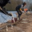Berlin: lądują czartery z robotnikami sezonowymi z Rumunii