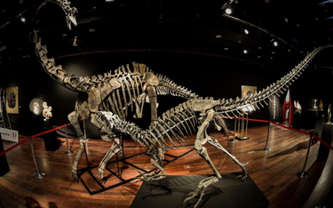 Modne szkielety dinozaurów sprzedane za niemal 3 mln euro