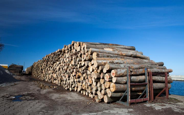 Śląsk jest krajowym potentatem między innymi w produkcji drewna