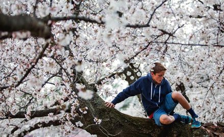 Obyczaj hanami, czyli wspólnego podziwiania kwitnących drzew owocowych, znają tylko szczęśliwi Japoń