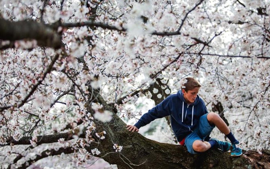 Obyczaj hanami, czyli wspólnego podziwiania kwitnących drzew owocowych, znają tylko szczęśliwi Japoń