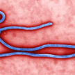 Na gorączkę krwotoczną ebola zachorowało ponad 18 tys. osób.