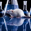NIK: zwierzęta laboratoryjne gorzej chronione
