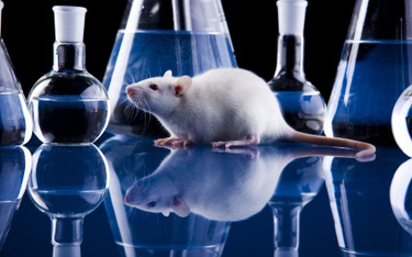 NIK: zwierzęta laboratoryjne gorzej chronione