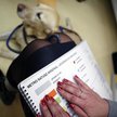 Nie zawsze można skorzystać z odliczenia wydatków na psa przewodnika