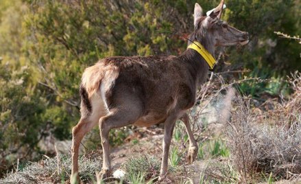 Jeleń karłowaty wraca na Korsykę