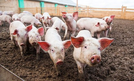 Rośnie wielkość stad w Polsce. Dziś dziewięć na dziesięć świń utrzymywanych jest w stadach powyżej 1