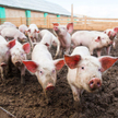 Rośnie wielkość stad w Polsce. Dziś dziewięć na dziesięć świń utrzymywanych jest w stadach powyżej 1