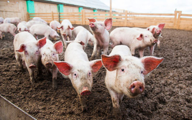 Rośnie wielkość stad w Polsce. Dziś dziewięć na dziesięć świń utrzymywanych jest w stadach powyżej 1