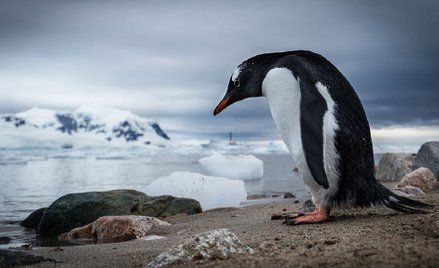 Świat różnych szerokości
