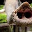 Najwrażliwsza część ciała w świecie zwierząt?  Ma 40 tys. mięśni