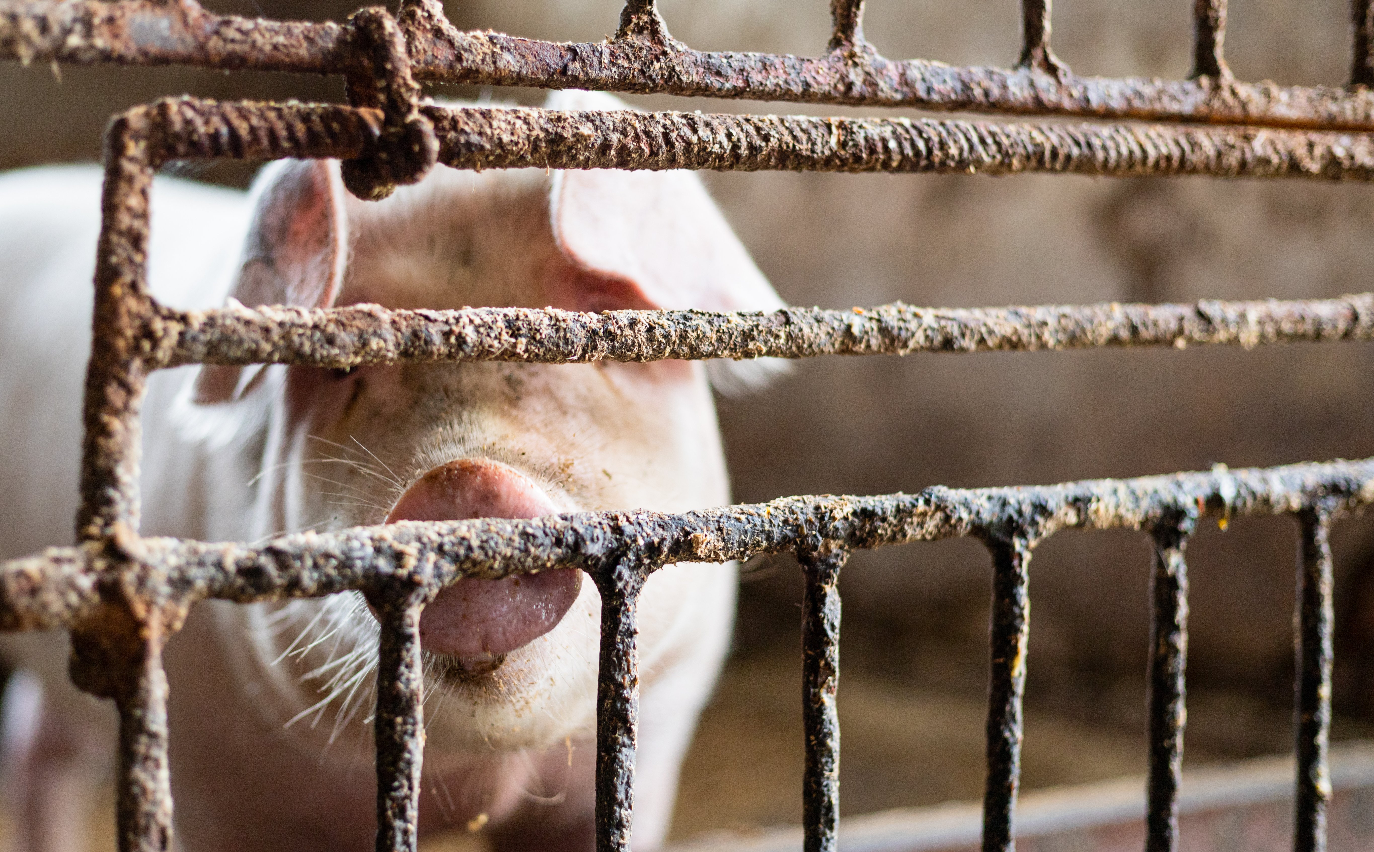 Ponure nastroje hodowców trzody. Mniej polskich schabowych na stołach