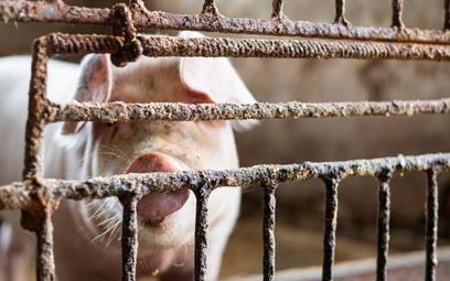Szybko znikają w Polsce mniejsze stada świń