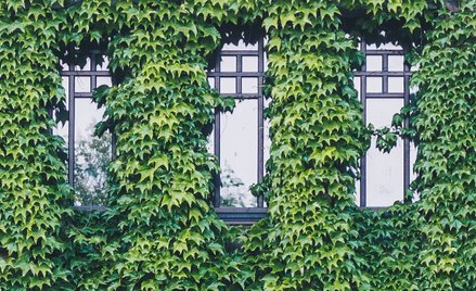 Polacy chcą zielonych miast bardziej niż reszta Europy