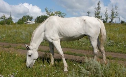 Kara za znęcanie się nad koniem po interwencji internautów