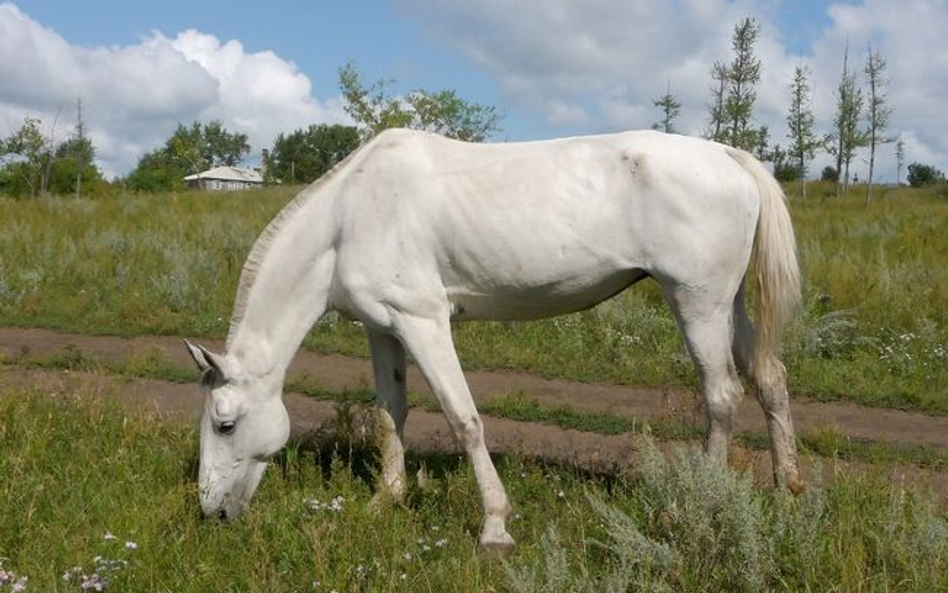 Kara za znęcanie się nad koniem po interwencji internautów