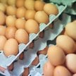 W Belgii co najmniej 306 osób zachorowało po spożyciu jaj skażonych salmonellą