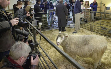 Owieczka Dolly pozuje dla fotoreporterów. W tle jej twórca Ian Wilmut