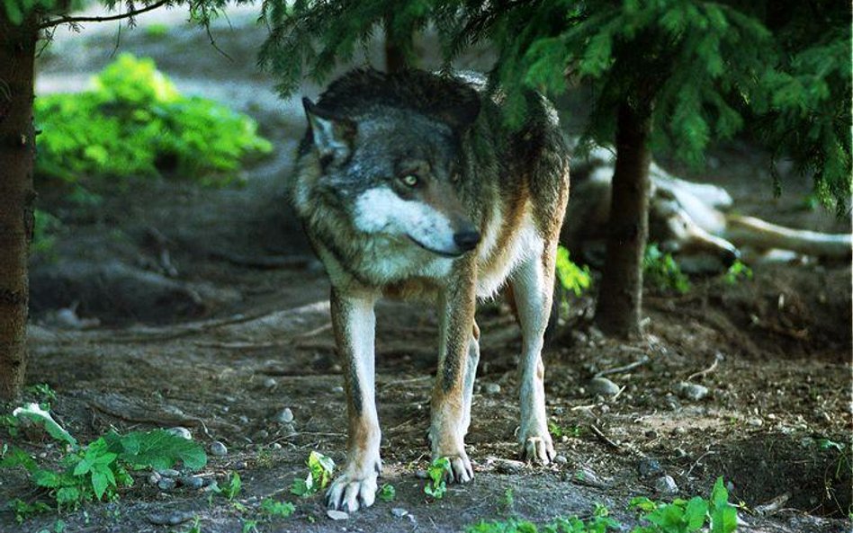 Badania genetyczne dowodzą, że wilki zostały udomowione na terenie Chin
