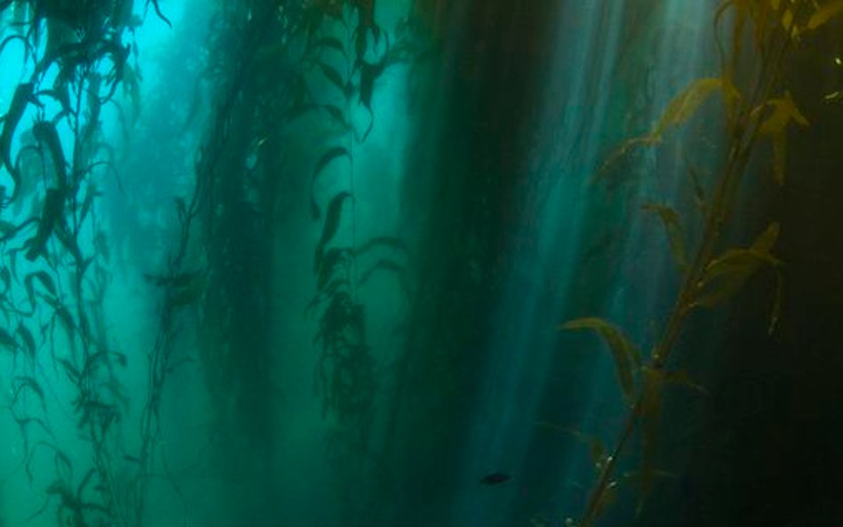 „Błękitna Planeta II”, odcinek 5