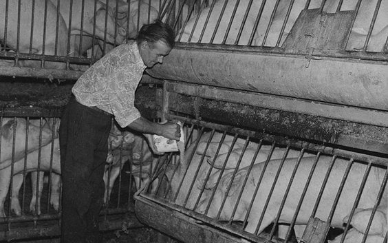 Władysław Dudek nasypuje paszę świniom. Widoczne piętrowe kojce. Lipiec 1976 r. Fot. Grażyna Rutowsk