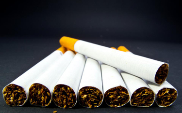 Uprawa tytoniu w Polsce jest zagrożona